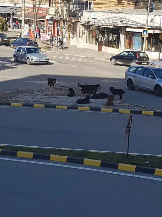 O vacă a mâncat scena Naşterii Domnului, amplasată pentru Crăciun de Primăria municipiului Moreni