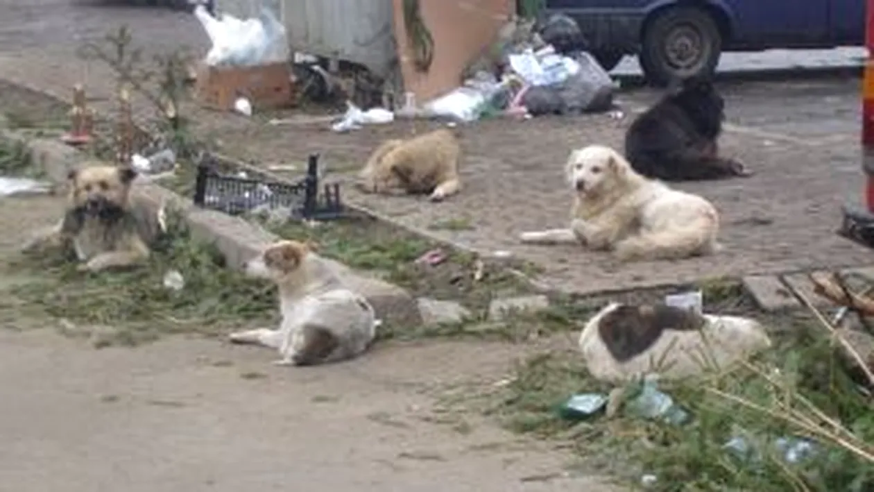 Cruzime fata de animale! Hingheri, acuzati ca au omorat 3.000 de caini