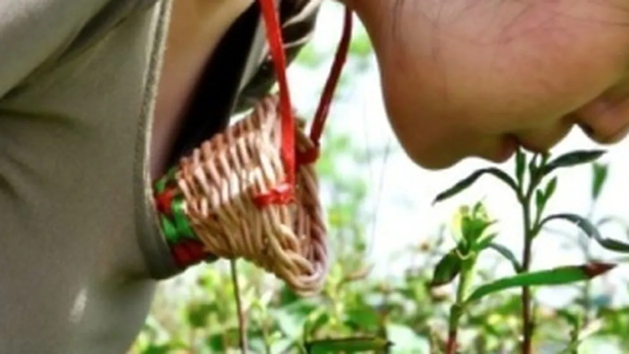 Ai bea ceai facut din frunze culese cu buzele de virgine cu sanii mari?