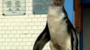 VIDEO Politistii din Lima s-au pomenit cu un pinguin in curtea sectiei