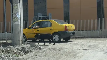 Un bucurestean te invata sa-ti plimbi cainele fara sa te... misti! Vezi cum e posibil!