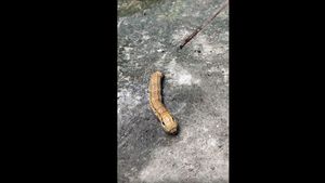 Creatura bizară pe care o femeie a descoperit-o în grădina ei era, de fapt, „un fenomen biologic rar”