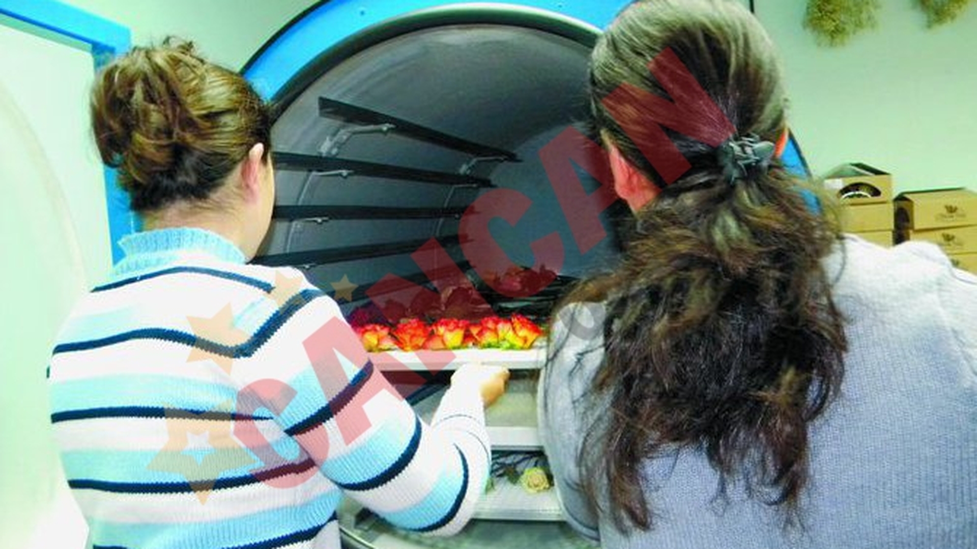 Aceste flori rezista 20 de ani
