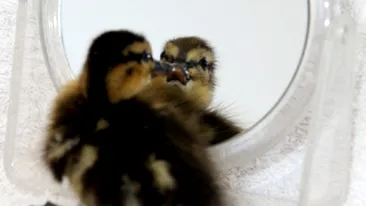 O ratusca, pacalita sa se uite in oglinda ca sa nu moara de singuratate