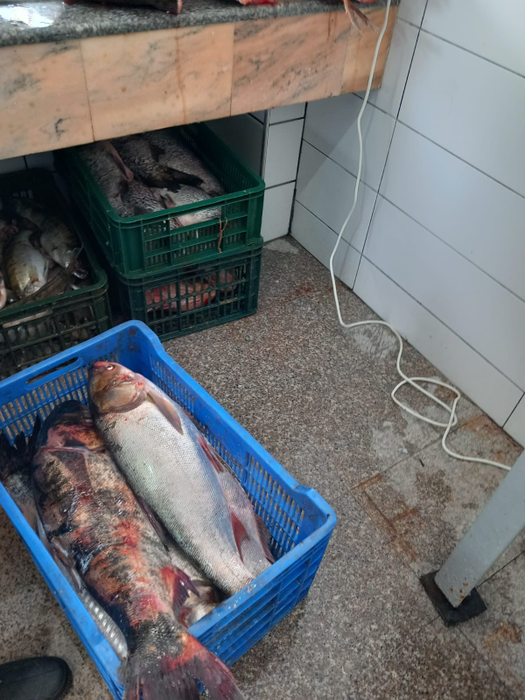 Piedone a luat magazinele cu pește la control, înainte de Florii! A găsit GÂNDACI, icre expirate, pești necorespunzători
