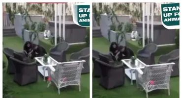 Scenă violentă în emisiunea Mireasă! Ce i-a putut face Simona unei biete pisici care se plimba și ea prin curte