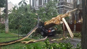 O femeie a murit în Brăila, după ce un copac a căzut peste ea! 
