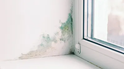 Cum elimini igrasia din pereții locuinței.  Cei 3 pași care funcționează tot timpul