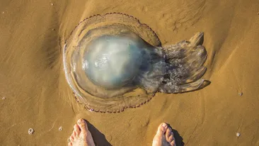 Vacanță de coșmar pentru o familie. Copilul de doi ani a murit înțepat de o meduză