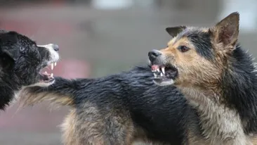 Femeie, desfigurată de câinele din gospodărie! S-a întâmplat la Constanța