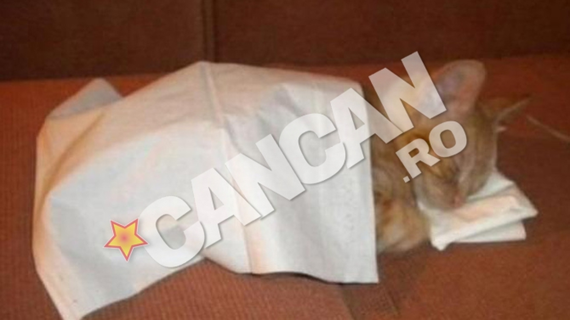 Nu ai cum sa nu il indragesti la cat de adorabil doarme! El este Jerry si a tras un pui de somn pe asternuturile lui cele noi! Da-i share pe Facebook