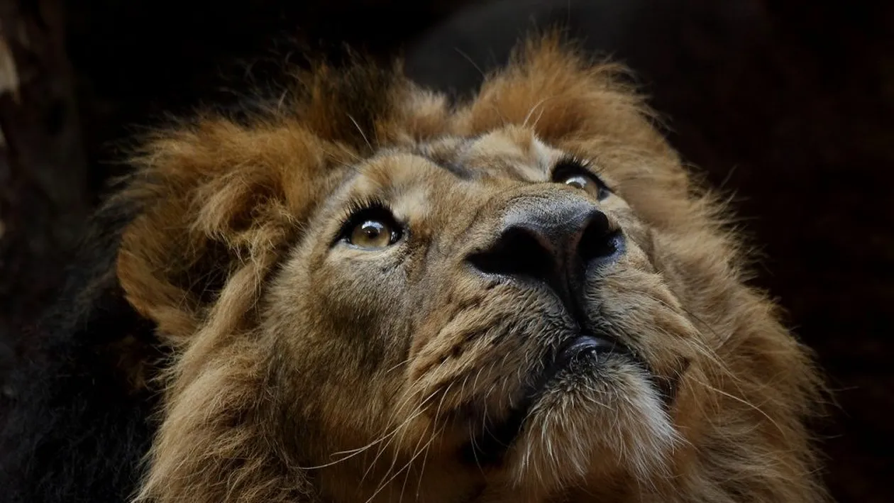 Horoscop zilnic: Horoscopul zilei de 5 august 2020. Mercur intră în zodia Leu