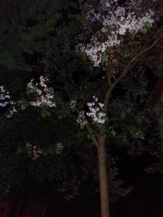 În cimitirul în care se află înmormântat Aurelian Preda a ”nins” cu flori de liliac