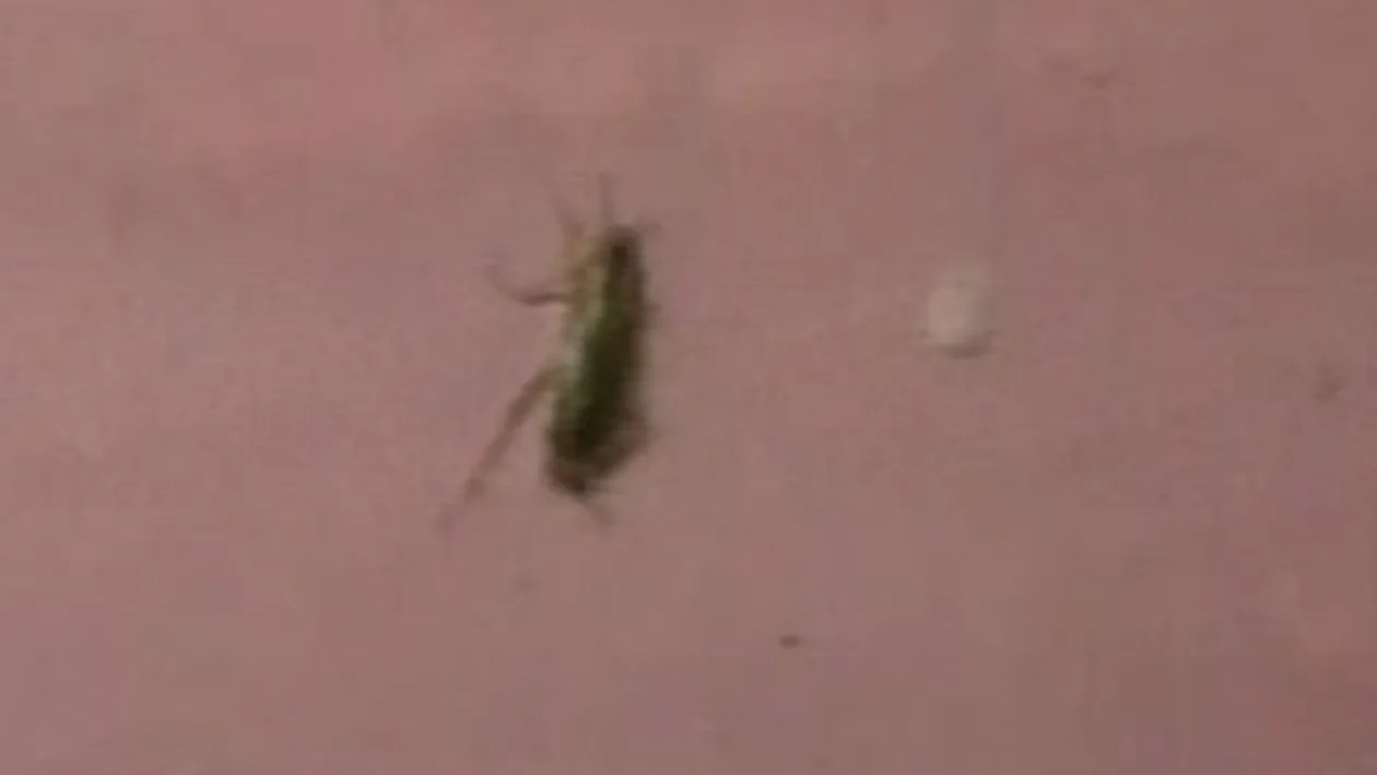 Combinatia fatala! Gigel Frone cu chitara, o stripperita in lenjerie si Sharon Stone de Romania acasa la Ioana Tufar! I-au pictat peretii si s-au asezat pe wc-ul ei in direct!