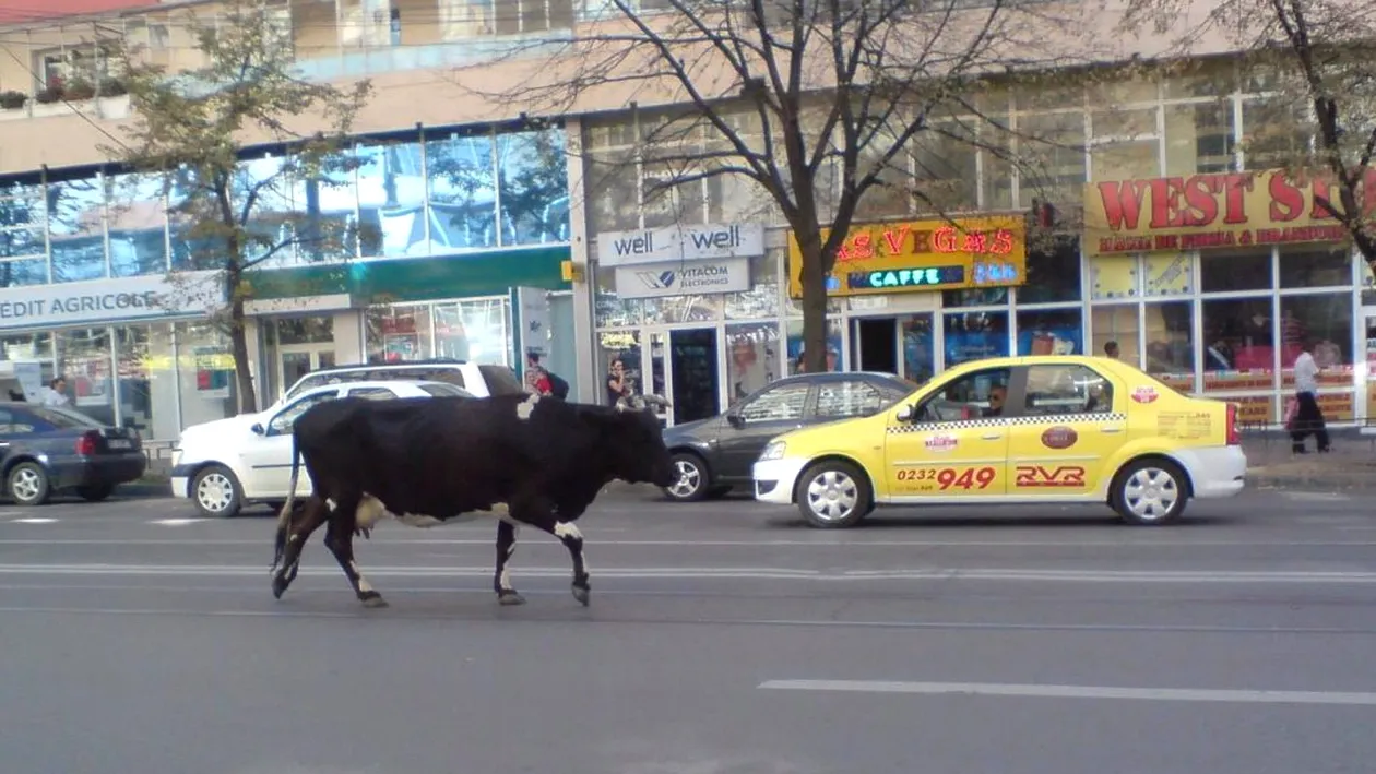 O vacă le-a dat de furcă șoferilor din Iași! S-a plimbat pe linia de tramvai din centrul orașului câteva ore