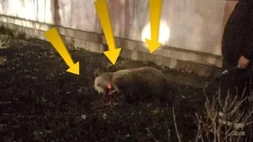 S-au trezit cu monstrul la usa! Aparitie uluitoare pe strazile din Ploiesti!