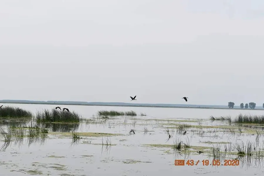 Berzele negre și-au făcut apariția pe lacul Bistreț din Dolj