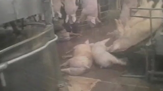 VIDEO SOCANT! Cum sa te lecuiesti sa mai mananci carne! "Daca abatoarele ar avea pereti de sticla, am fi toti vegetarieni"
