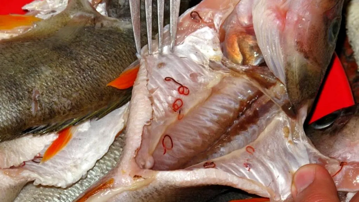 Alertă în România! Ai cumpărat pește?! Riști să te îmbolnăvești sau să mori