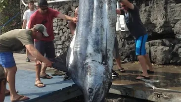 Captura SENZATIONALA! Un pustan a prins un peste de 3.5 metri si 480 kg! FOTO