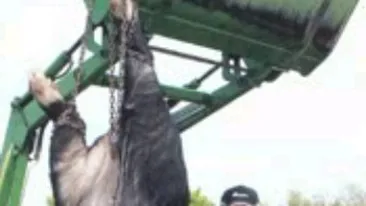 Ati vrea un astfel de porc de Ignat?