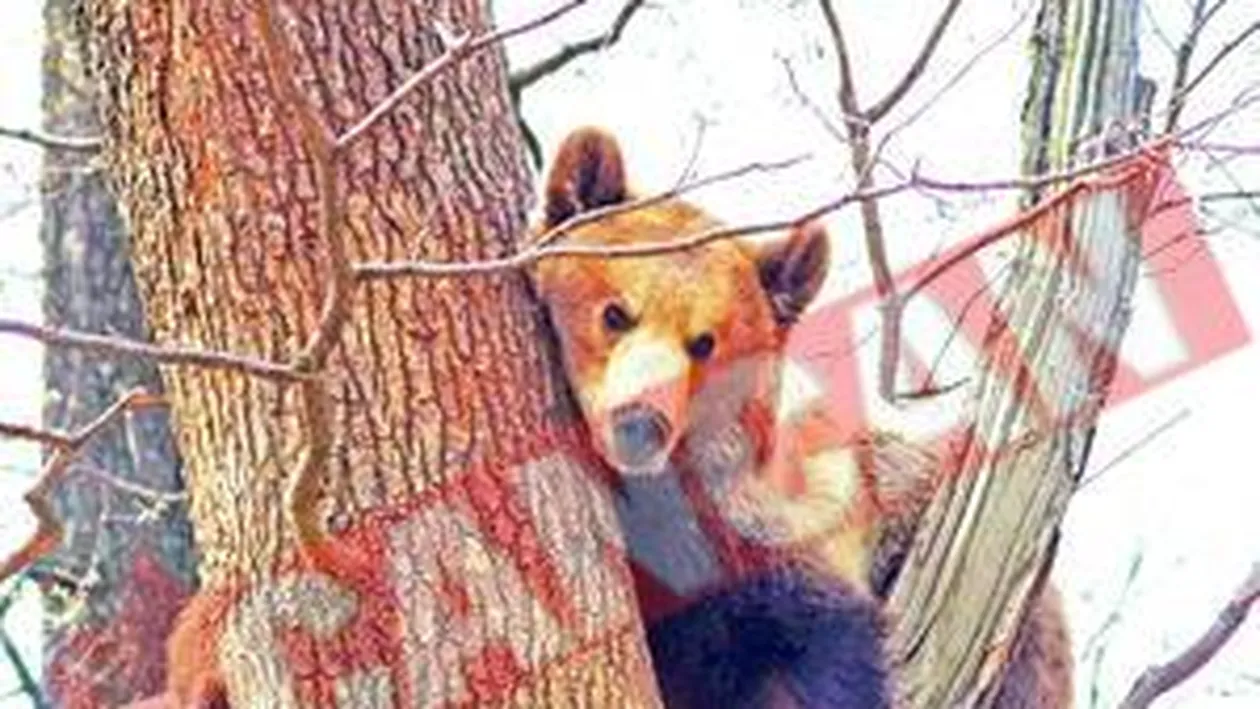 Cel mai batran urs de la Zoo a scapat de captivitate