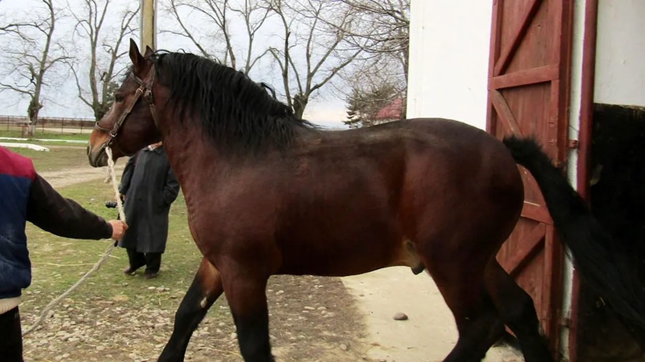 Sfârșit groaznic! Un copil în vârstă de 11 ani a murit după ce a fost târât de un cal câteva sute de metri