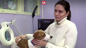 Această familie din Rusia şi-a dus câinele la medicul estetician pentru că patrupedul nu îşi mai suporta forma urechilor