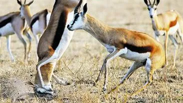 L-a caftit pana l-a pus in cap