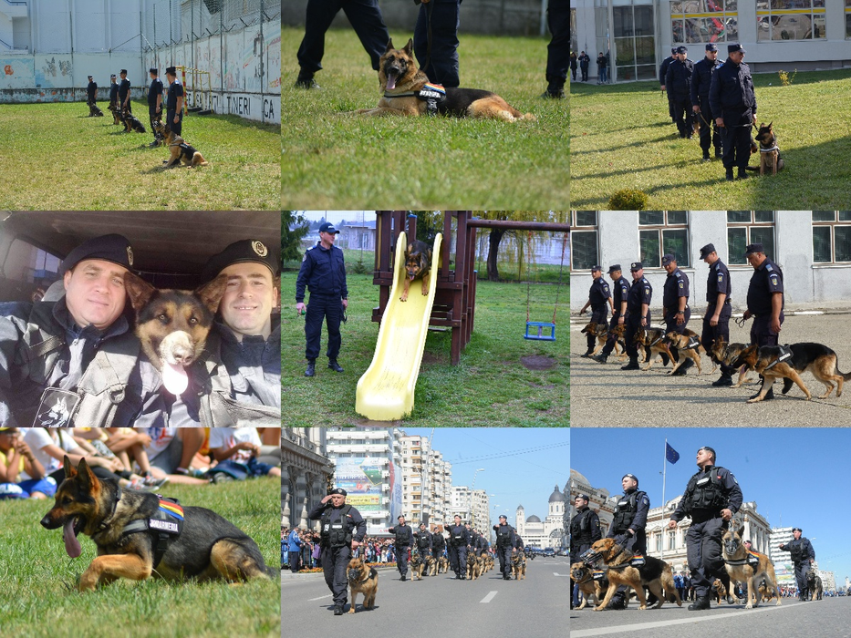 Chiar dacă nu au grade, câinii sunt colegi de nădejde ai  jandarmilor băcăuani