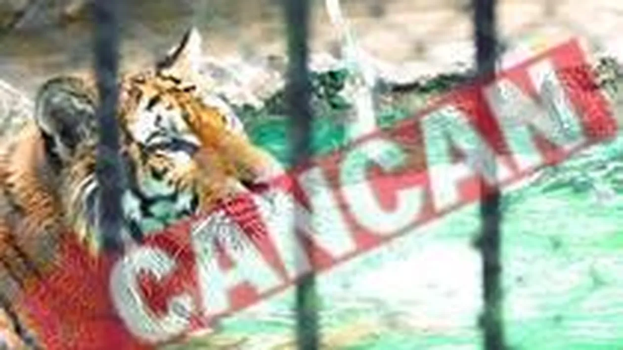 Caldura a naucit animalele de la Zoo