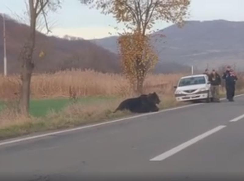 El este șoferul care a lovit ursul, lăsat să agonizeze 18 ore. Drama neștiută a bărbatului