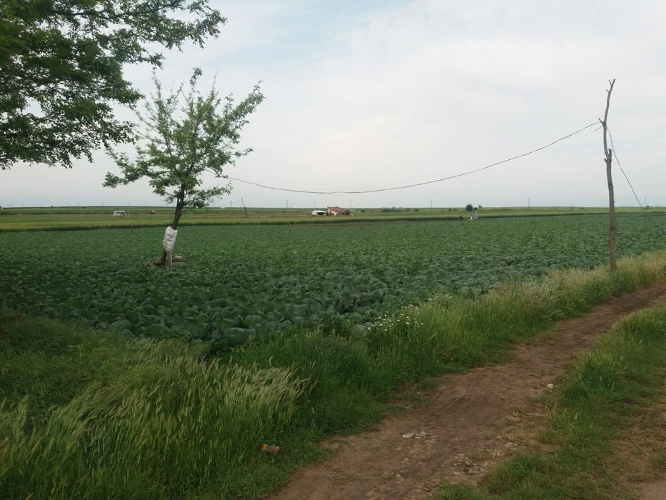 Câmpurile de varză extratimpurie de la Moțăței