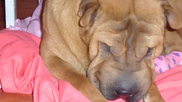 Povestea emotionanta a catelusei pierdute in sectorul 6, care a sensibilizat Facebook-ul! Oamenii se roaga pentru ea