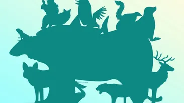 Iluzie optică virală | Câte animale sunt, de fapt, în această imagine? Dacă răspunzi corect, ești un geniu