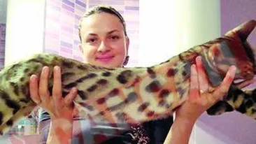 A aparut leopardul domestic