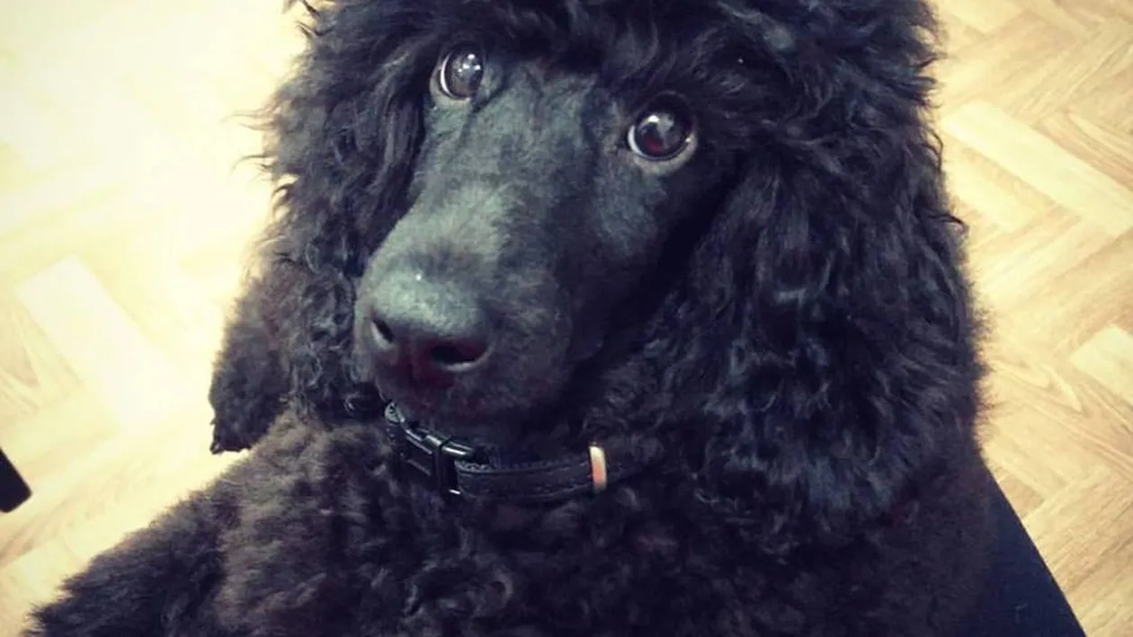 Un câine de expoziţie, sfâşiat de un Amstaff lăsat liber pe un bulevard aglomerat din Capitală! Animalul a fost ucis sub privirile stăpânei