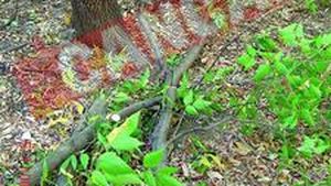 Au protestat in strada pentru a nu le taia copacii de langa bloc