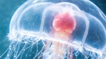 Singurul animal nemuritor din lume. Creatura care refuză moartea și poate trăi veșnic