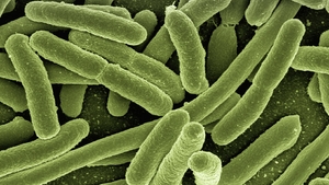 Bacterie periculoasă în Dunăre. Mai multe orașe din România, în alertă sanitară