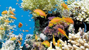 Marea acida distruge coralii