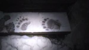 Un urs a coborât la cabana Postăvaru, a forţat uşa şi a furat o cutie cu bomboane!