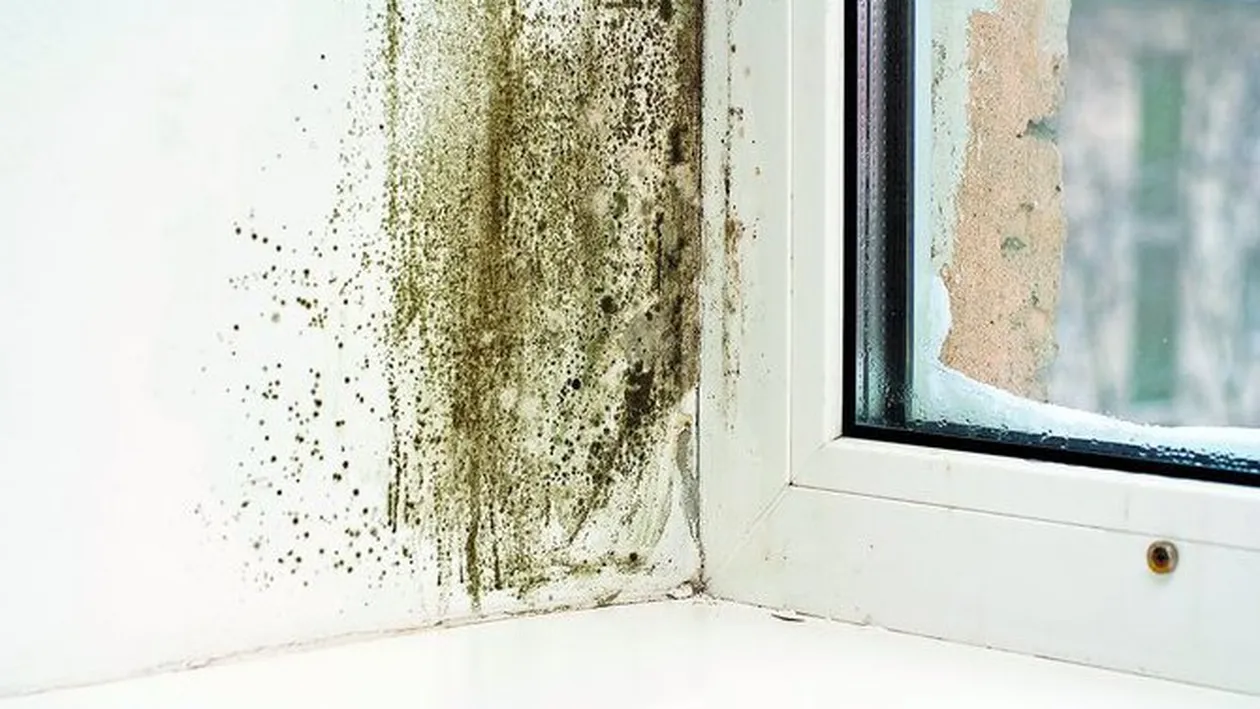 Cum iti feresti casa de umezeala si mucegai