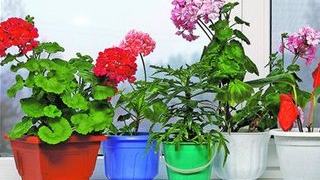 Trucuri de ingrijire a florilor de apartament