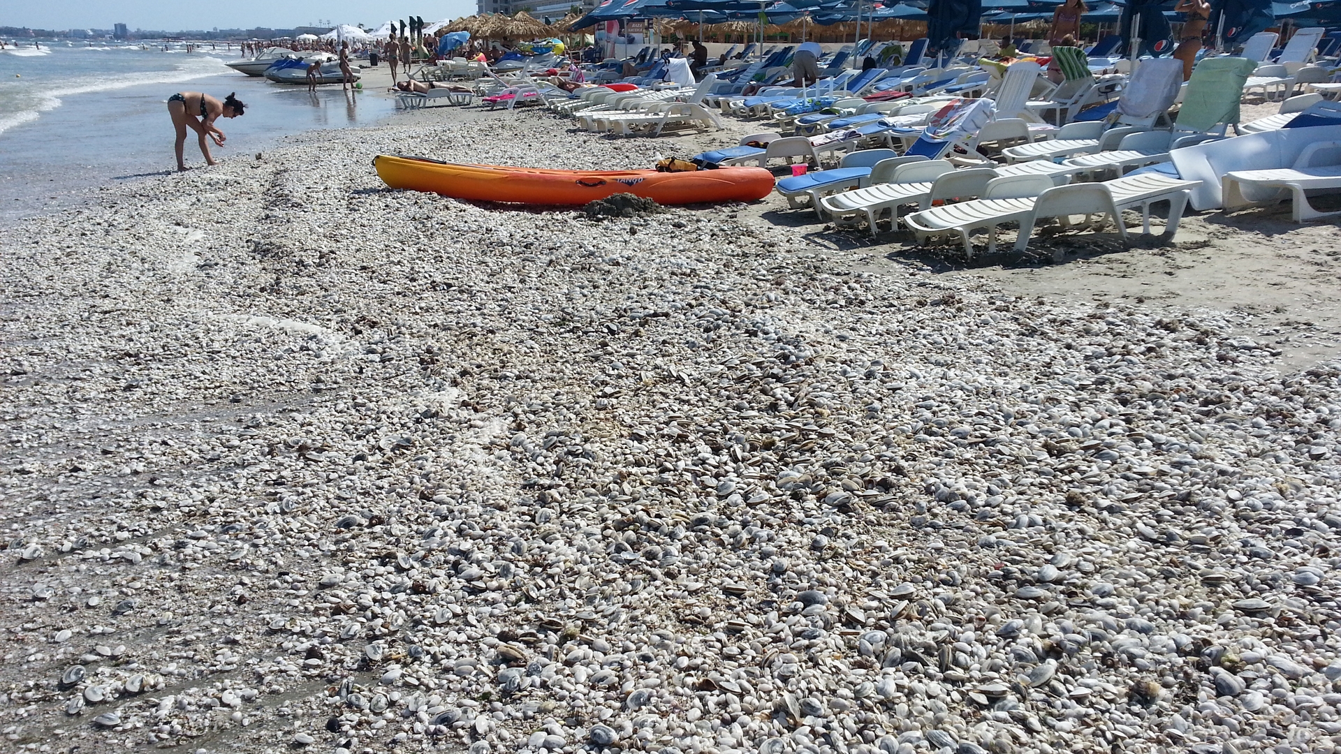 Plaja românescă e deplorabila! Inainte să intre in mare, turistii trebuie să escaladeze munti de alge si de scoici