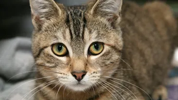 O pisica a fost citata sa faca parte din juriu la un proces!