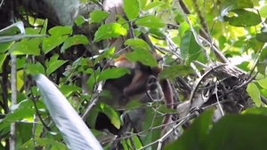 IMAGINI ABSOLUT SOCANTE! Cel mai temut pradator al junglei in plina actiune. Cine i-a picat victima
