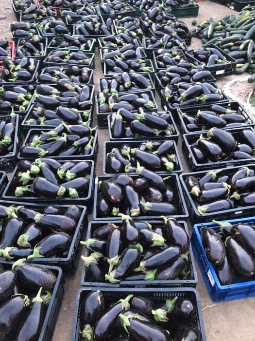 Patricia cultivă mai multe legume, nu doar broccoli
