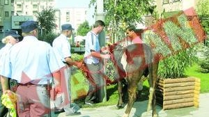 Vaca la pascut, In Piata prefecturii din craiova