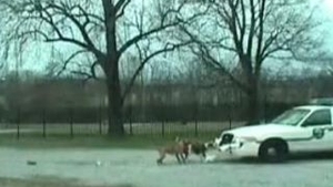 VIDEO Un caine a fost dus la inchisoare pentru ca a atacat o masina de politie!
